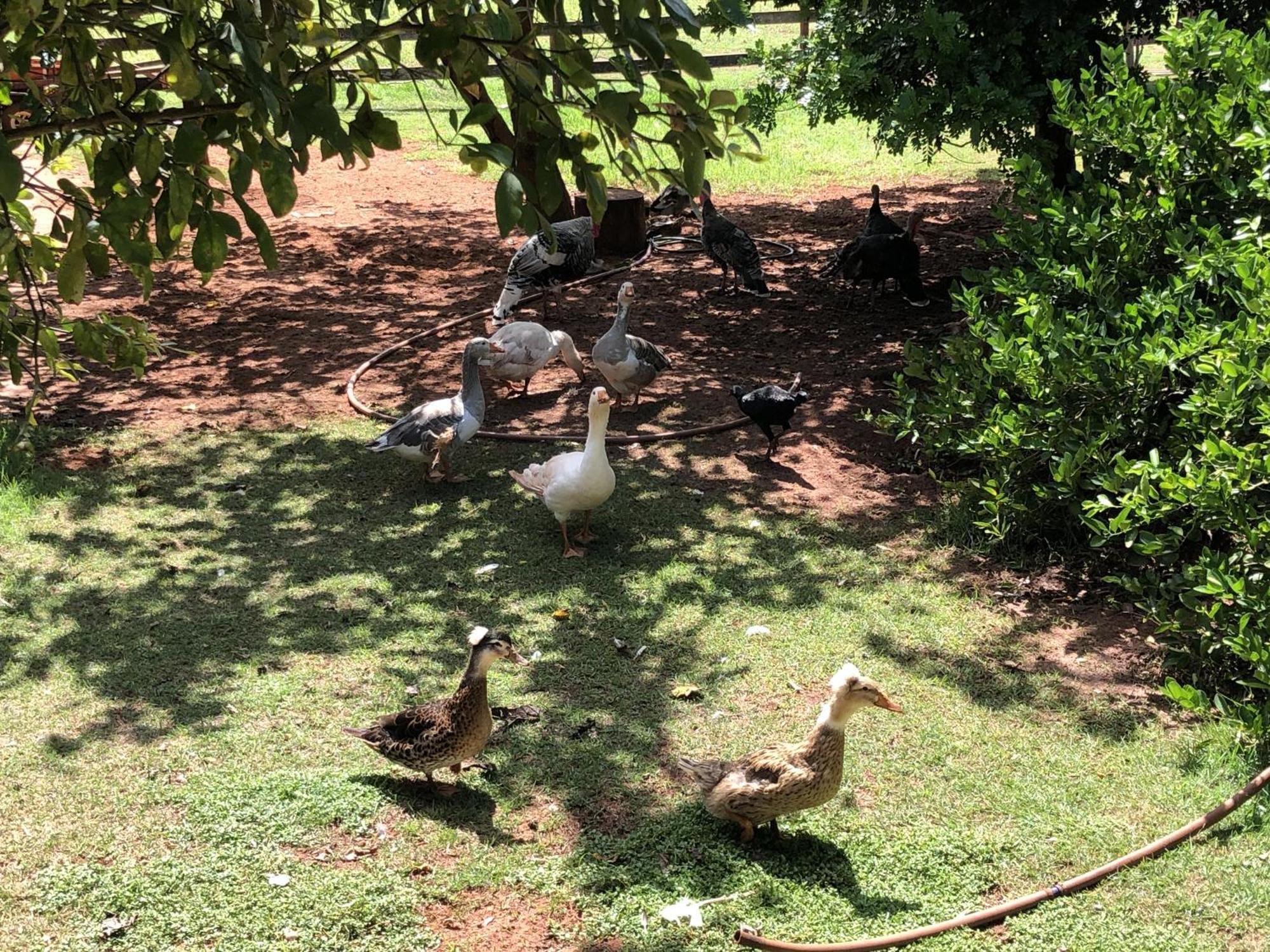 Hotel Fazenda Recanto Do Sossego Vila Glória Exterior foto